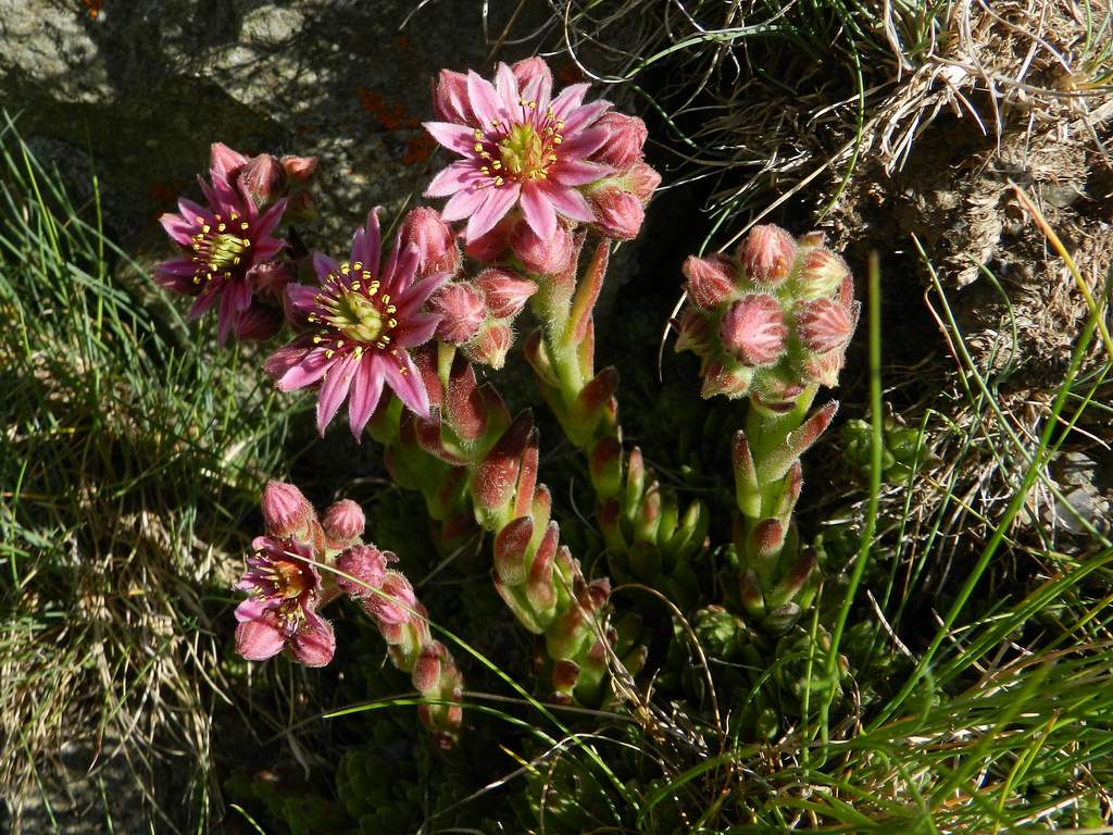 Sempervivum arachnoideum L. ?